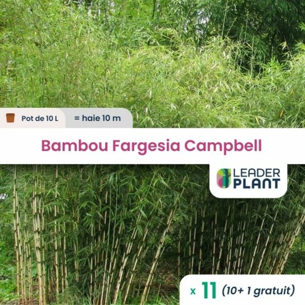 11 X Bambou Fargesia Campbell En Pot De 10 L 3 11 X Bambou Fargesia Campbell En Pot De 10 L
