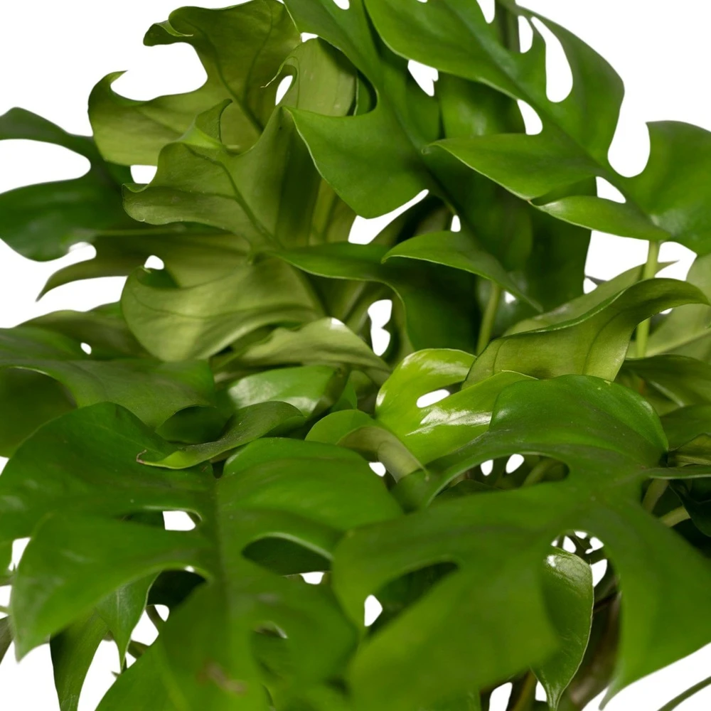 Monstera Minima - H25cm, ø15cm - Plante D'intérieur 5 Monstera Minima - H25cm, ø15cm - Plante D'intérieur – Image 3