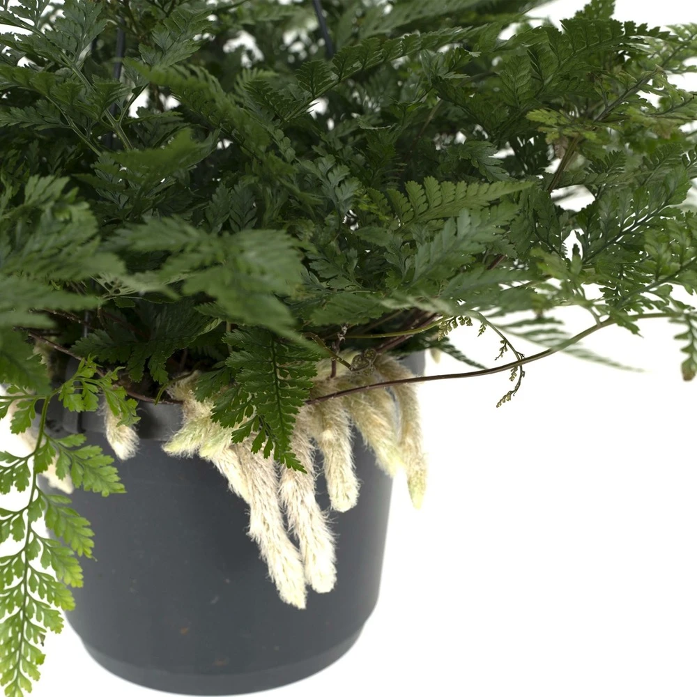 Humata Tyermannii - H20cm, ø17cm - Plante D'intérieur Tombante 4 Humata Tyermannii - H20cm, ø17cm - Plante D'intérieur Tombante – Image 2