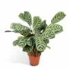 Ctenanthe Lovable - H25cm, ø14cm - Plante D'intérieur -Terre et Verdure 98f7bf007e36eb0d