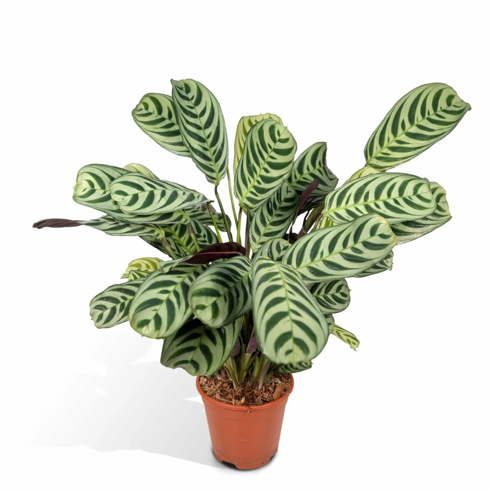 Ctenanthe Lovable - H25cm, ø14cm - Plante D'intérieur 3 Ctenanthe Lovable - H25cm, ø14cm - Plante D'intérieur