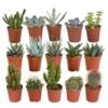 Cactus Et Succulentes, Box De 15 Plantes - H8cm, ø5,5cm - Plantes D'intérieur -Terre et Verdure 99886d7c4a9e3a37
