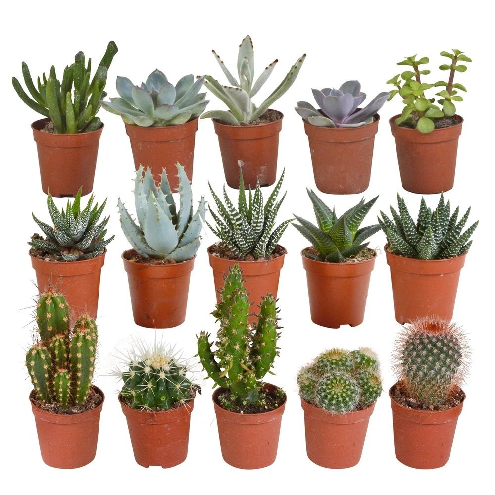 Cactus Et Succulentes, Box De 15 Plantes - H8cm, ø5,5cm - Plantes D'intérieur 3 Cactus Et Succulentes, Box De 15 Plantes - H8cm, ø5,5cm - Plantes D'intérieur