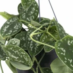 Pothos Scindapsus Pictus Epipremnum - H25cm, ø15cm - Plante D'intérieur Tombante -Terre et Verdure 99abfe6552d4f1a9