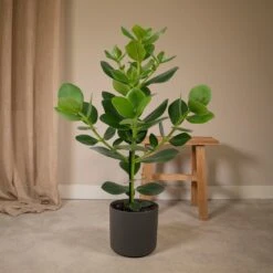 Clusia Princess - H60cm, ø12cm - Plante D'intérieur -Terre et Verdure 9ac1109899df3468