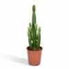 Euphorbia Acrurensis - H80cm, ø24cm - Grande Plante D'intérieur -Terre et Verdure 9b4030fe0c5044dd