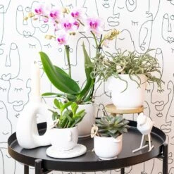 Orchidée Rose Phalaenopsis - H35cm, ø9cm - Plante D'intérieur Fleurie -Terre et Verdure 9c505eca97f59dd7