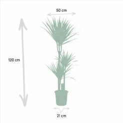 Yucca, Dracaena, Duo De Plantes - Grandes Plantes D'intérieur 10 Yucca, Dracaena, Duo De Plantes - Grandes Plantes D'intérieur -Terre et Verdure 9da9357d44230960