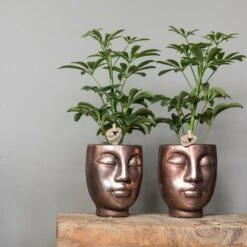 Schefflera Bush - H36cm, ø9cm - Plante D'intérieur -Terre et Verdure 9df38035ceedf168