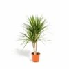 Dracaena Marginata - H90cm, ø17cm - Grande Plante D'intérieur -Terre et Verdure 9fabe082be1ea5c3