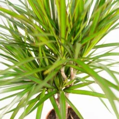 Dracaena Et Son Cache-pot - H120cm, ø21cm - Très Grande Plante D'intérieur 9 Dracaena Et Son Cache-pot - H120cm, ø21cm - Très Grande Plante D'intérieur -Terre et Verdure a04b92993291caac