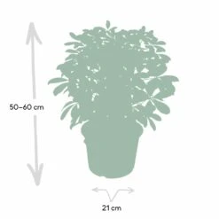 Schefflera Nora - H50cm, ø21cm - Plante D'intérieur 10 Schefflera Nora - H50cm, ø21cm - Plante D'intérieur -Terre et Verdure a0d7b9d14761f217