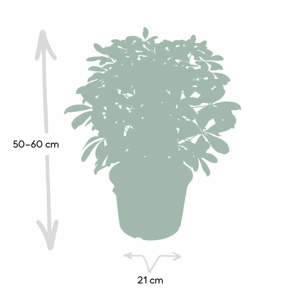 Schefflera Nora - H50cm, ø21cm - Plante D'intérieur 6 Schefflera Nora - H50cm, ø21cm - Plante D'intérieur – Image 4