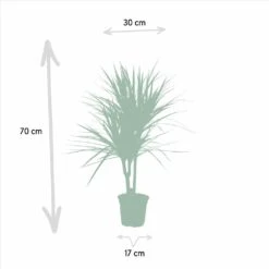 Dracaena Marginata - H90cm, ø17cm - Grande Plante D'intérieur 11 Dracaena Marginata - H90cm, ø17cm - Grande Plante D'intérieur -Terre et Verdure a10a0eaf2b955cc4