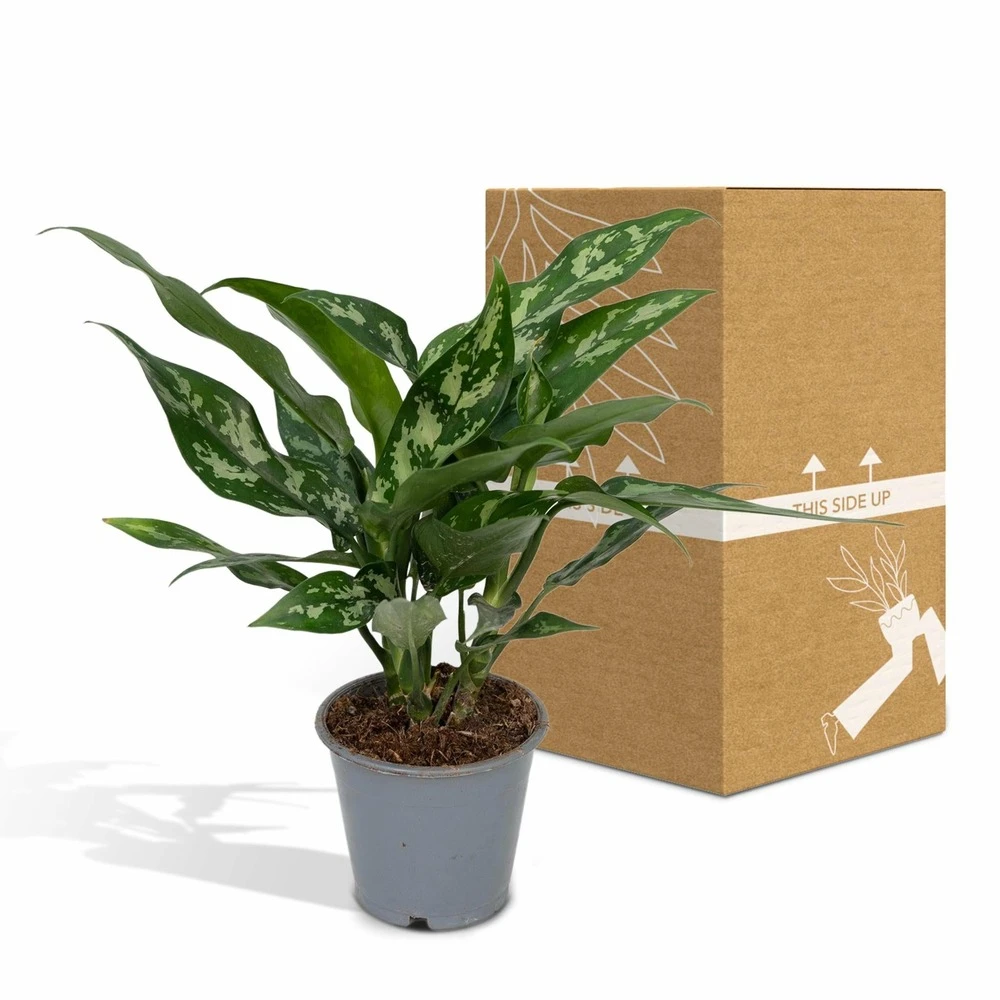 Aglaonema Maria - H30cm, ø12cm - Plante D'intérieur 7 Aglaonema Maria - H30cm, ø12cm - Plante D'intérieur – Image 5