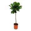 Ficus Lyrata Xl - H150cm, ø30cm - Très Grande Plante D'intérieur -Terre et Verdure a25d2540f33ff31e