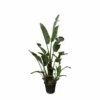 Strelitzia Augusta Xxl - H250cm, ø45cm - Très Grande Plante D'intérieur -Terre et Verdure a2f806f8de12d064