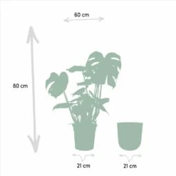 Monstera Deliciosa Et Son Cache-pot Doré - H80cm, ø21cm - Grande Plante D'intérieur -Terre et Verdure a3bb2a9c65d32a74
