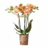 Orchidée Orange Phalaenopsis - H35cm, ø9cm - Plante D'intérieur Fleurie 2 Orchidée Orange Phalaenopsis - H35cm, ø9cm - Plante D'intérieur Fleurie -Terre et Verdure a3fbccff99e30097