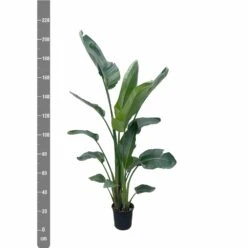 Strelitzia Nicolai Xxl - H210cm - Très Grande Plante D'intérieur 6 Strelitzia Nicolai Xxl - H210cm - Très Grande Plante D'intérieur -Terre et Verdure a416c97b89ab9121