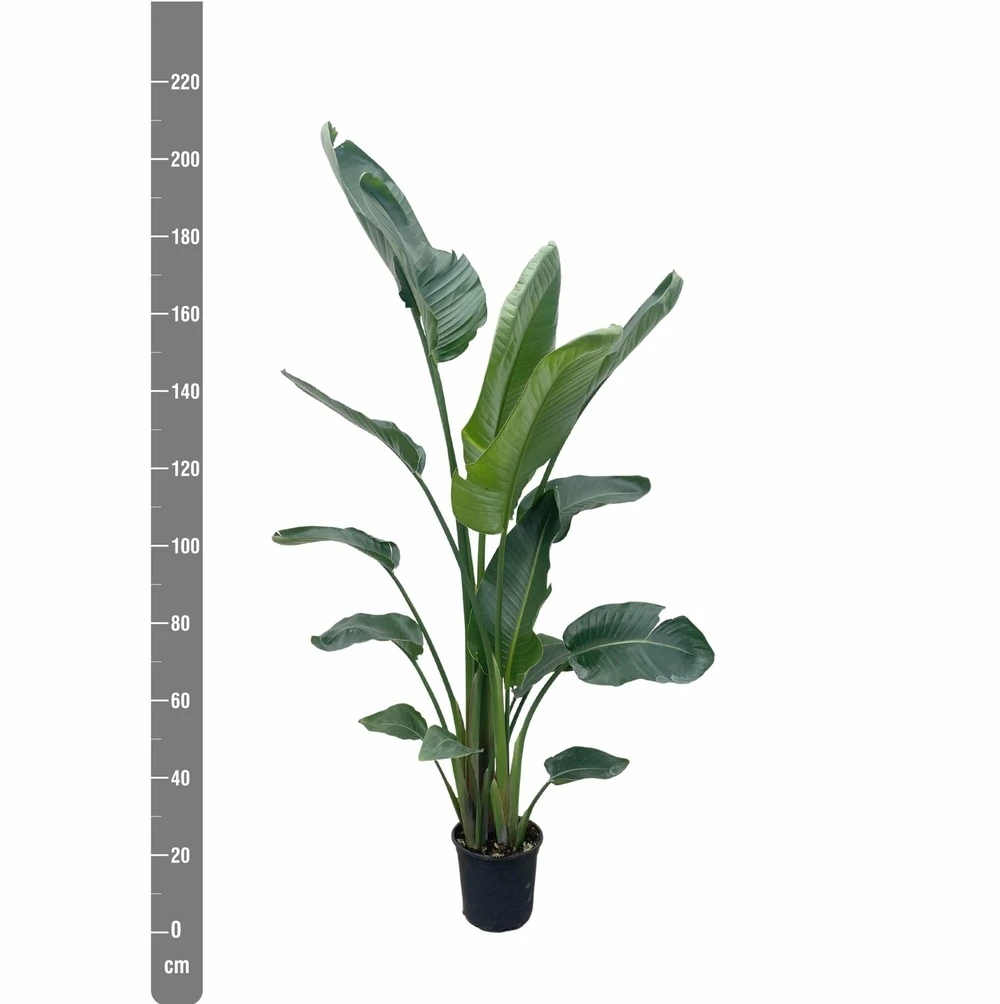 Strelitzia Nicolai Xxl - H210cm - Très Grande Plante D'intérieur 4 Strelitzia Nicolai Xxl - H210cm - Très Grande Plante D'intérieur – Image 2