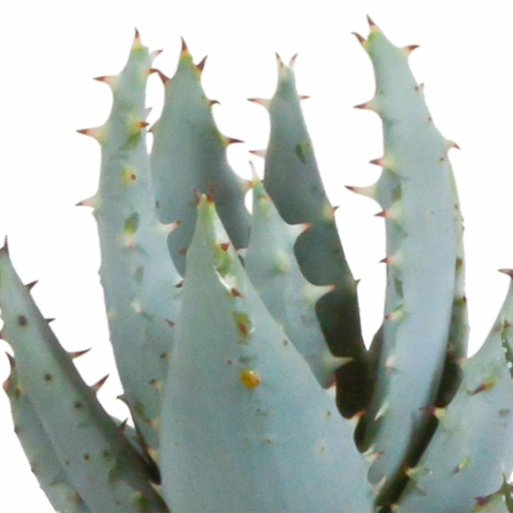 Gasteria, Haworthia Et Leurs Caches-pots Blancs, Box De 5 Plantes - H8cm, ø6cm - Plantes D'intérieur 7 Gasteria, Haworthia Et Leurs Caches-pots Blancs, Box De 5 Plantes - H8cm, ø6cm - Plantes D'intérieur – Image 5