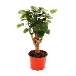 Aralia Pennée Brillante - Polyscias Scutellaria Fabian - Plante D'intérieur Facile D'entretien - Pot 12cm