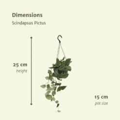 Pothos Scindapsus Pictus Epipremnum - H25cm, ø15cm - Plante D'intérieur Tombante -Terre et Verdure a47fb747d0526042