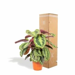 Calathea Medallion - H65cm, ø19cm - Plante D'intérieur -Terre et Verdure a481e374f06d0bdd