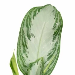 Aglaonema Silver Bay - H55cm, ø17cm - Plante D'intérieur -Terre et Verdure a5b31a05b559baea