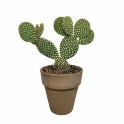 Opuntia Microdasys Et Son Cache-pot Marron - H40cm, ø17cm - Plante D'intérieur -Terre et Verdure a5b5547e6fb3b690