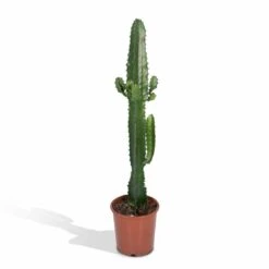 Euphorbia Acrurensis - H50cm, ø17cm - Grande Plante D'intérieur