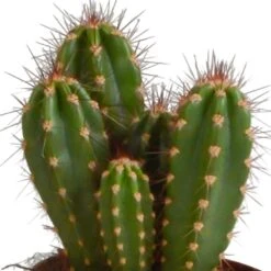 Cactus, Box De 3 Plantes - H15cm, ø10,5cm - Plantes D'intérieur -Terre et Verdure a87631cfc895184c