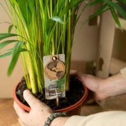 Palmier Areca Xl Et Son Cache-pot - H130cm, ø24cm - Très Grande Plante D'intérieur -Terre et Verdure a9a1ea9436764d5d