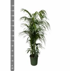Palmier Kentia Xxxl - H230cm - Très Grande Plante D'intérieur -Terre et Verdure aabf5e3fb5806dbe