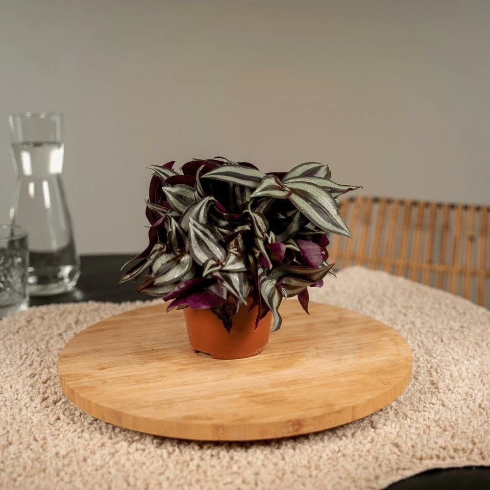 Box 3 Plantes D'intérieur - H20cm, ø12cm - Plantes D'intérieur 4 Box 3 Plantes D'intérieur - H20cm, ø12cm - Plantes D'intérieur – Image 2