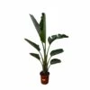 Strelitzia Augusta Xxl - H210cm, ø30cm - Très Grande Plante D'intérieur -Terre et Verdure acd978b1e2cfdac3