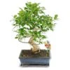Figuier Chinois Bonsaï - Ficus Retusa - Env. 10 Ans -Terre et Verdure adc756339e8612c4