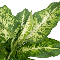 Dieffenbachia Mars - H50cm, ø17cm - Plante D'intérieur -Terre et Verdure adce6bff7fe63c88