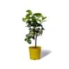 Cedrat Ethrog Bio Tailles:pot De 3 Litres, Hauteur 30/40 Cm -Terre et Verdure ae42a36e8dbb1aab