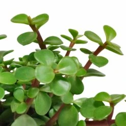 Portulacaria Afra - H25cm, ø10,5cm - Plante D'intérieur -Terre et Verdure ae48ccf2c4e6d2a1