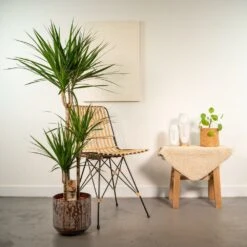 Dracaena Et Son Cache-pot Effet Rouille - H120cm, ø21cm - Très Grande Plante D'intérieur -Terre et Verdure ae7ab9e246c6a4c5