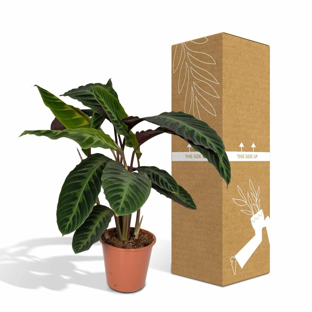 Calathea Warscewiczii - H70cm, ø19cm - Grande Plante D'intérieur 7 Calathea Warscewiczii - H70cm, ø19cm - Grande Plante D'intérieur – Image 5