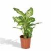 Dieffenbachia Mars - H50cm, ø17cm - Plante D'intérieur 1 Dieffenbachia Mars - H50cm, ø17cm - Plante D'intérieur -Terre et Verdure aef3c3ab1898fbf6