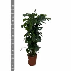 Monstera Deliciosa Xxl - H150cm, ø24cm - Très Grande Plante D'intérieur -Terre et Verdure af7aa2ac3a8e1988