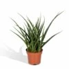 Sansevieria Fernwood Punk - H30cm, ø12cm - Plante D'intérieur Sans Entretien 2 Sansevieria Fernwood Punk - H30cm, ø12cm - Plante D'intérieur Sans Entretien -Terre et Verdure b0351f1890170075
