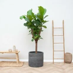 Ficus Lyrata Boom Xxl - H180cm, ø30cm - Très Grande Plante D'intérieur -Terre et Verdure b07db5ccb9465179