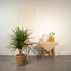 Dracaena Marginata - H90cm, ø17cm - Grande Plante D'intérieur 8 Dracaena Marginata - H90cm, ø17cm - Grande Plante D'intérieur -Terre et Verdure b08d01e06299bda0