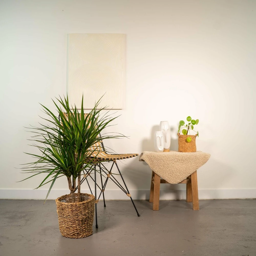Dracaena Marginata - H90cm, ø17cm - Grande Plante D'intérieur 4 Dracaena Marginata - H90cm, ø17cm - Grande Plante D'intérieur – Image 2
