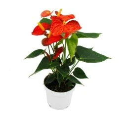 Fleur De Flamant Rose - Anthurium Andreanum - Anthurium - Pot 12cm - "orange Champion 6 Fleur De Flamant Rose - Anthurium Andreanum - Anthurium - Pot 12cm - "orange Champion -Terre et Verdure b1ae8bbb9b581bd6